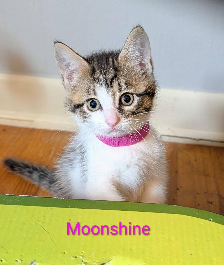 Moonshine, a Adoptable mixed breed in Kettering, OH image 1/3