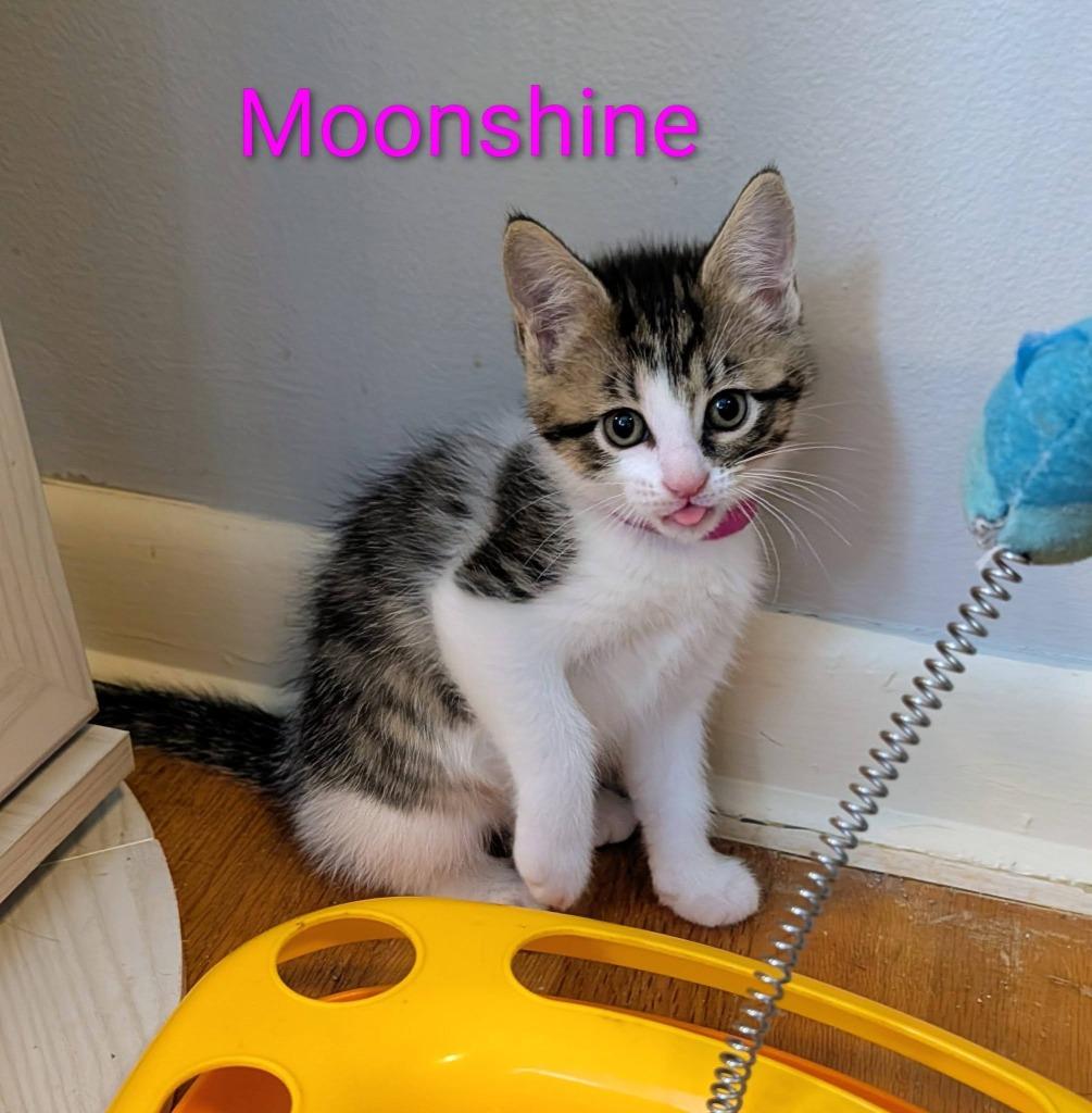 Moonshine, a Adoptable mixed breed in Kettering, OH image 2/3