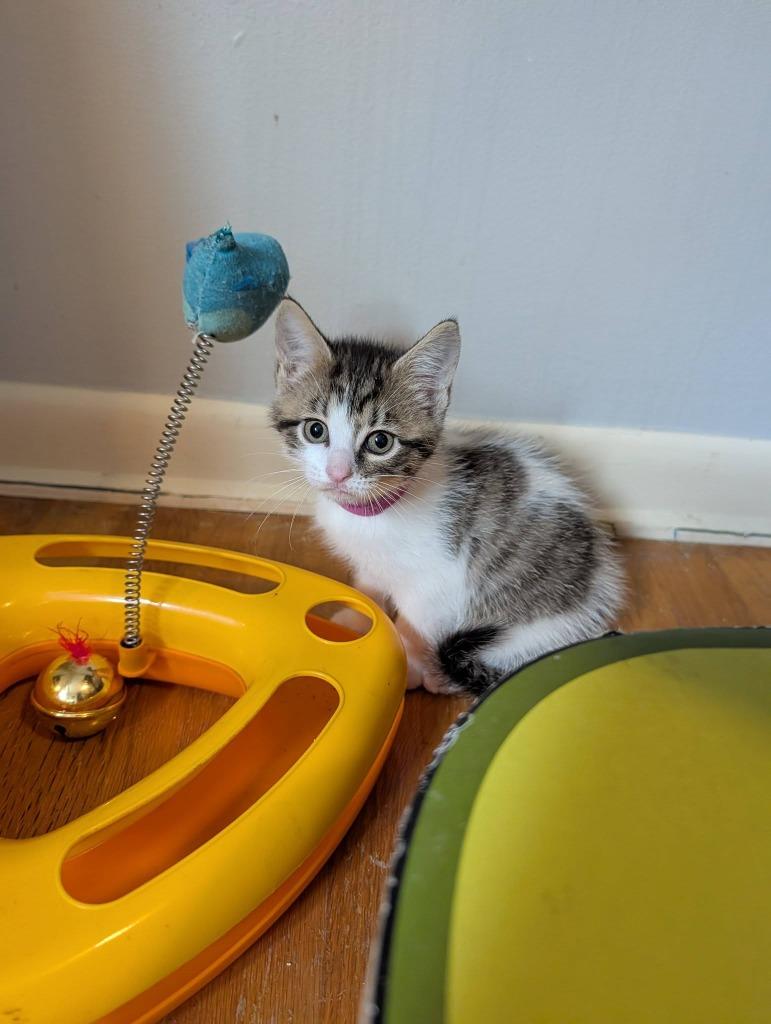 Moonshine, a Adoptable mixed breed in Kettering, OH image 3/3