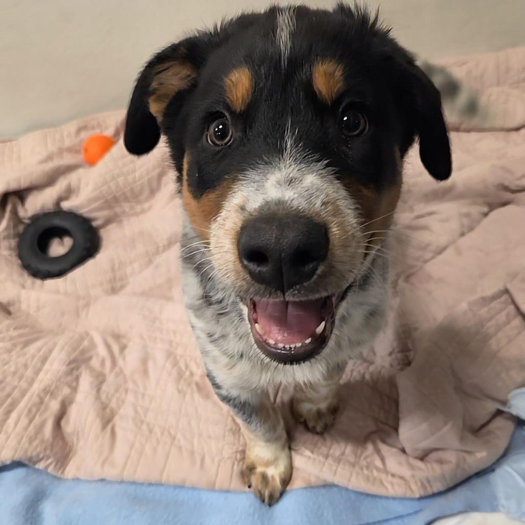 Harry, Adoptable, Puppy Male Mixed Breed.