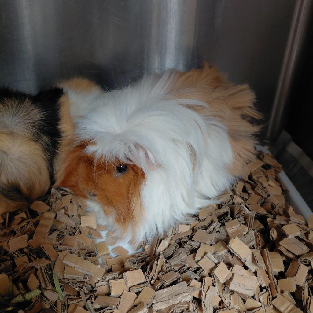 Enlarge Clementine, a Adoptable Guinea Pig in Cincinnati, OH image 1/1