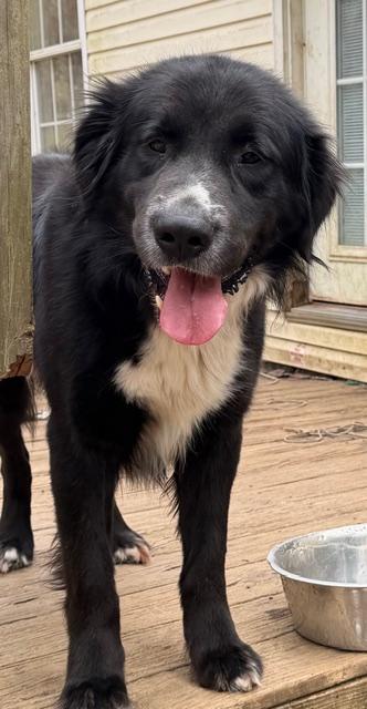 Enlarge Dan-O (Awesome Family dog), a ADOPTABLE mixed breed in Newfoundland, PA image 1/4