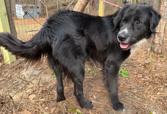 Enlarge Dan-O (Awesome Family dog), a ADOPTABLE mixed breed in Newfoundland, PA image 2/4