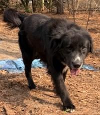 Enlarge Dan-O (Awesome Family dog), a ADOPTABLE mixed breed in Newfoundland, PA image 3/4