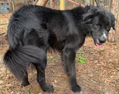 Enlarge Dan-O (Awesome Family dog), a ADOPTABLE mixed breed in Newfoundland, PA image 4/4