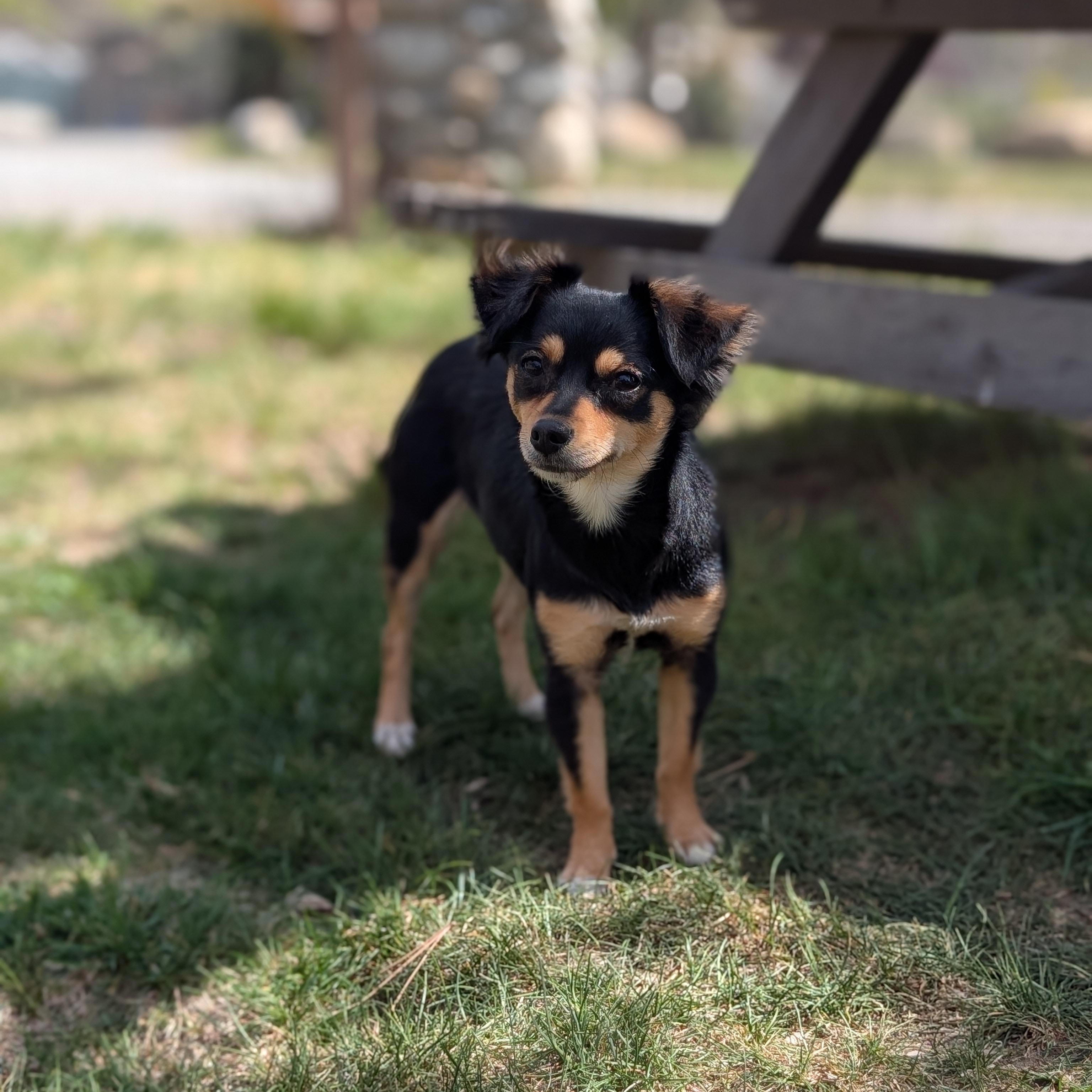 Enlarge Baby, an adopted mixed breed in Mountain Center, CA image 3/3