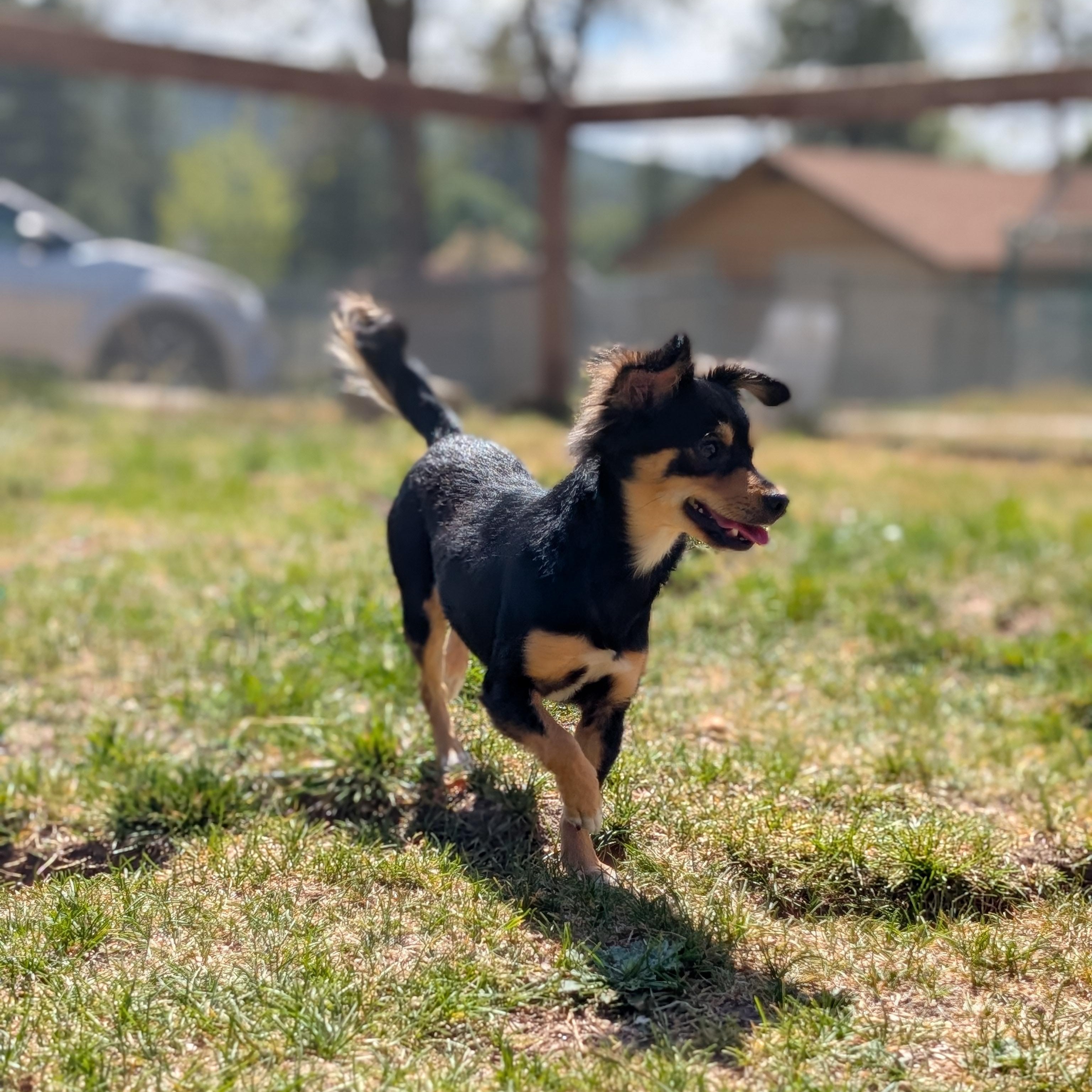 Enlarge Baby, an adopted mixed breed in Mountain Center, CA image 2/3