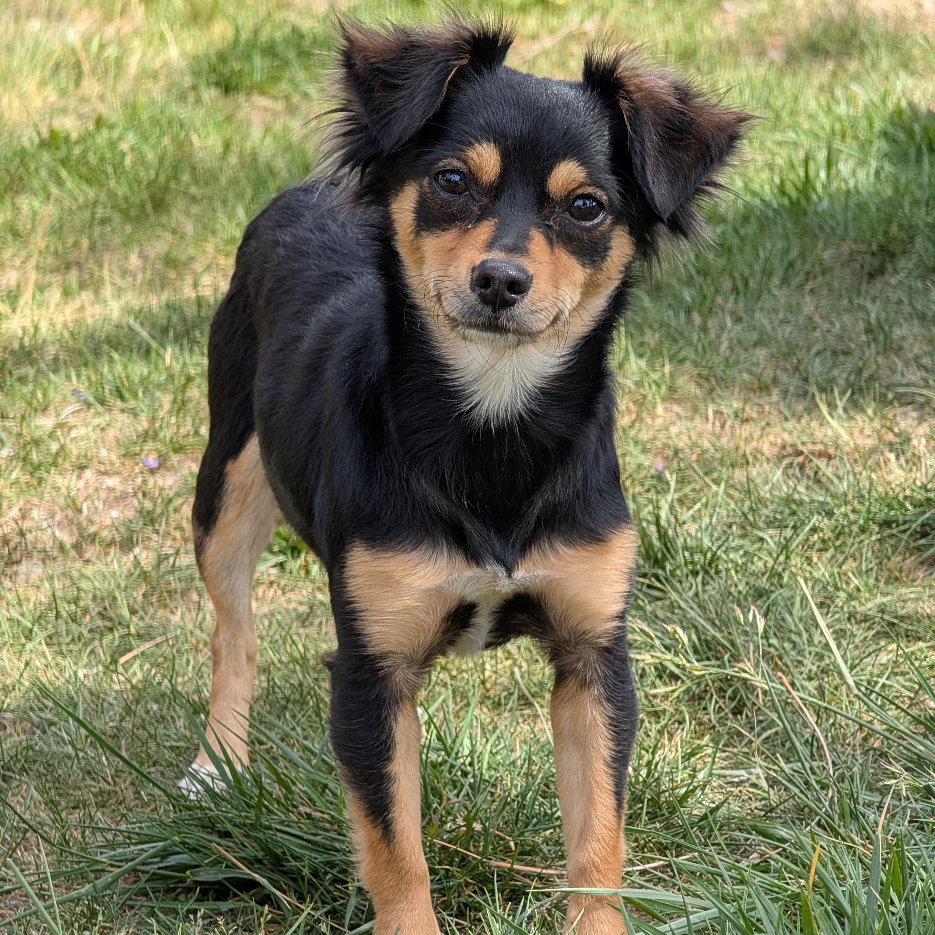 Enlarge Baby, an adopted mixed breed in Mountain Center, CA image 1/3