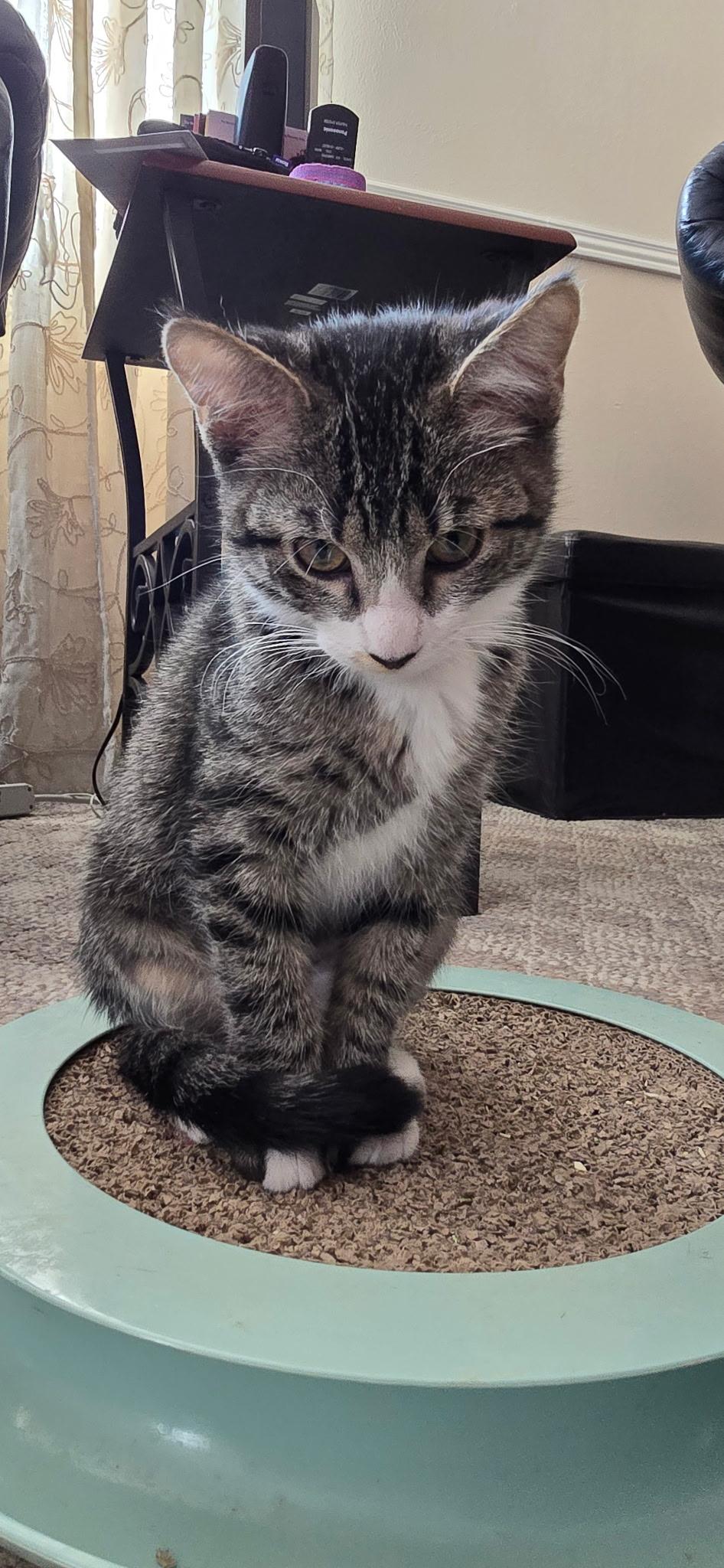 Enlarge Mina, an adopted Domestic Short Hair in Sierra Vista, AZ image 1/1