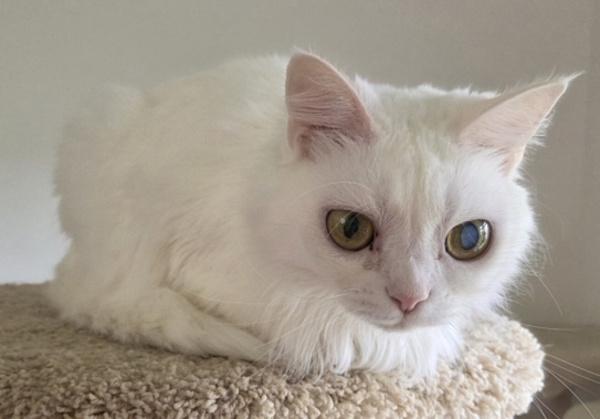 Enlarge POLLY, a ADOPTABLE mixed breed in Gurnee, IL image 4/4