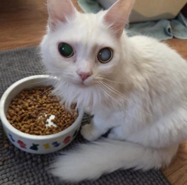 Enlarge POLLY, a ADOPTABLE mixed breed in Gurnee, IL image 2/4