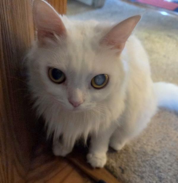 POLLY, ADOPTABLE, Adult Female Turkish Angora & Domestic Medium Hair.