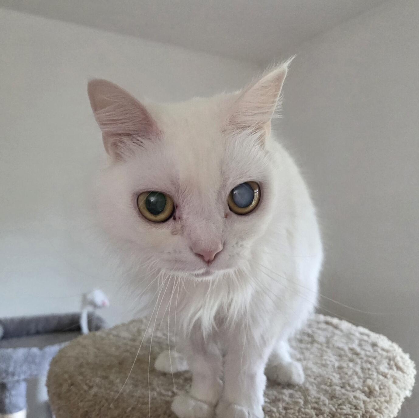 Enlarge POLLY, a ADOPTABLE mixed breed in Gurnee, IL image 3/4