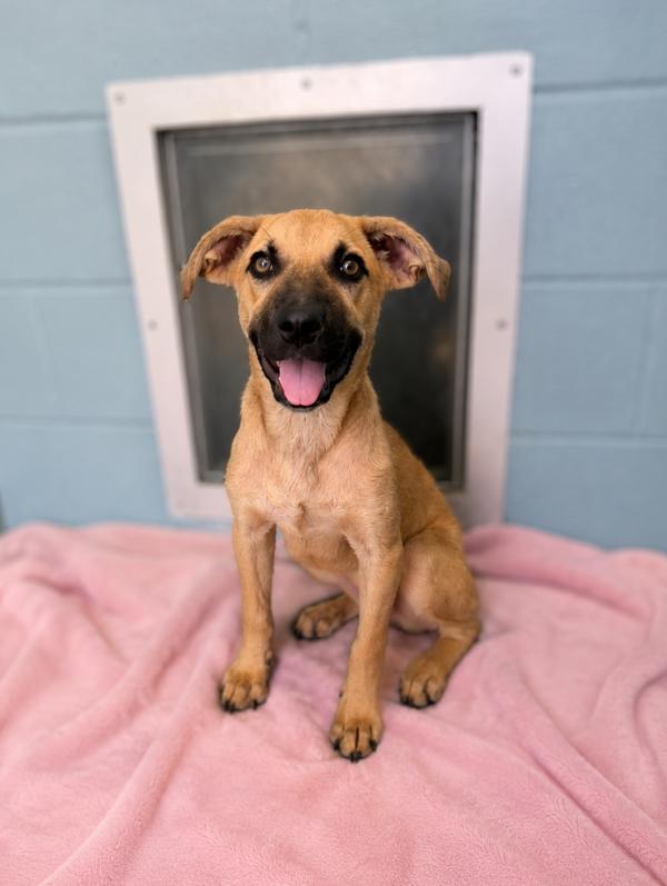 Enlarge Lolly, a Adoptable mixed breed in Lafayette, LA image 1/1