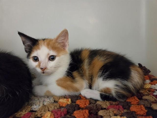 CALI, Adoptable, Kitten Female Domestic Short Hair.