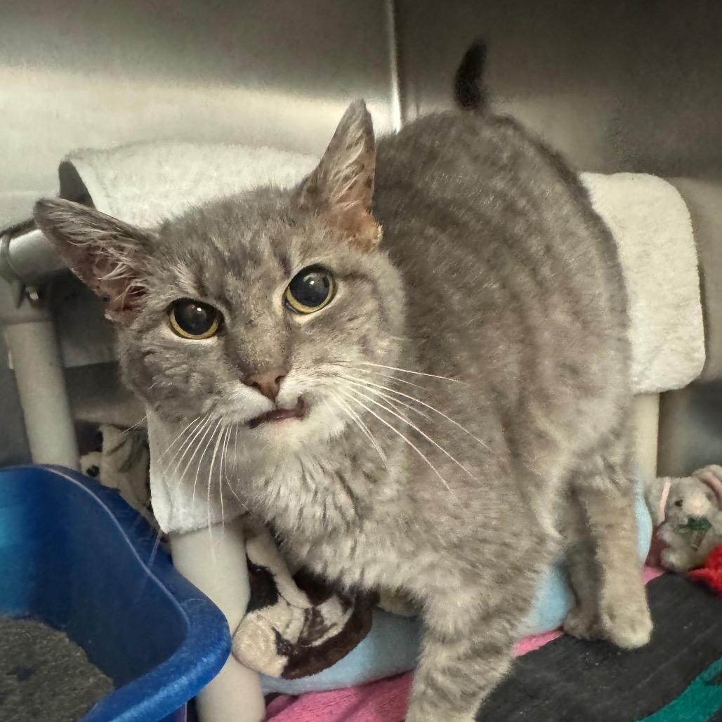 Spoon, Adoptable, Senior Female Domestic Short Hair.