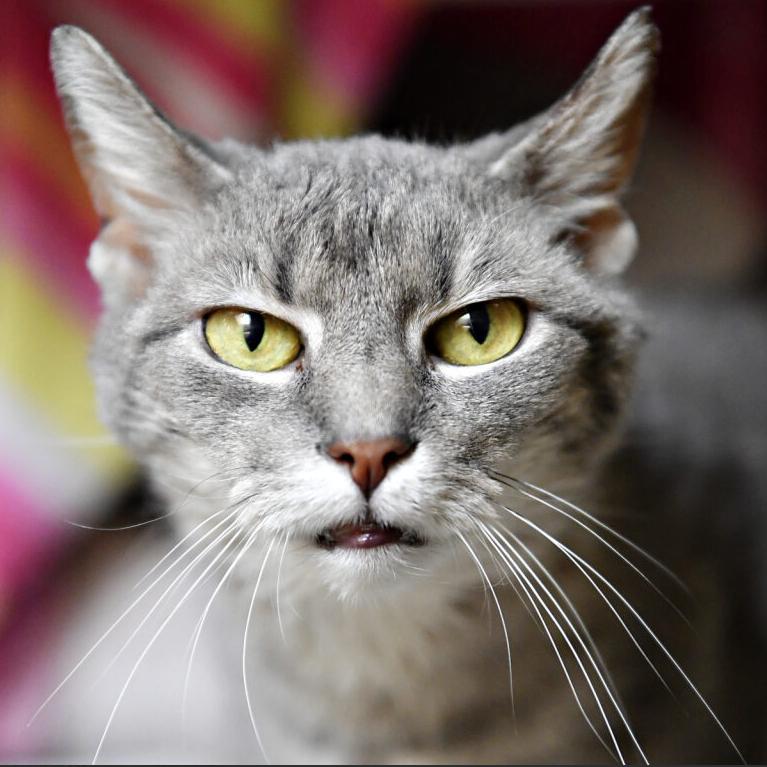 Enlarge Spoon, a Adoptable Domestic Short Hair in York, PA image 2/6