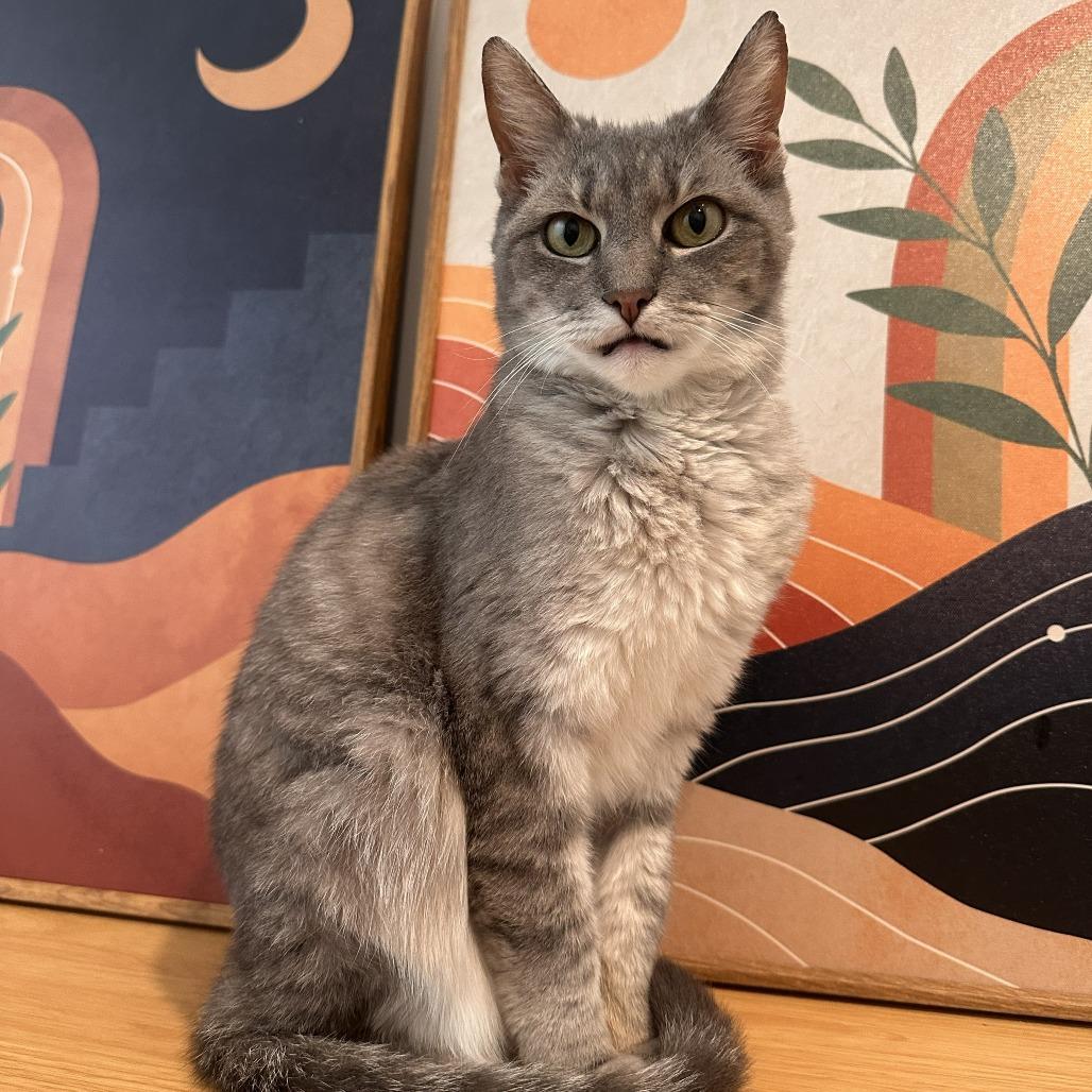 Enlarge Spoon, a Adoptable Domestic Short Hair in York, PA image 3/6