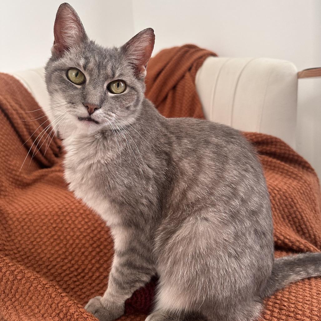 Enlarge Spoon, a Adoptable Domestic Short Hair in York, PA image 4/6