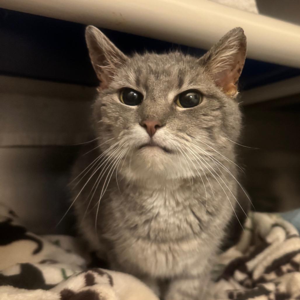 Enlarge Spoon, a Adoptable Domestic Short Hair in York, PA image 5/6