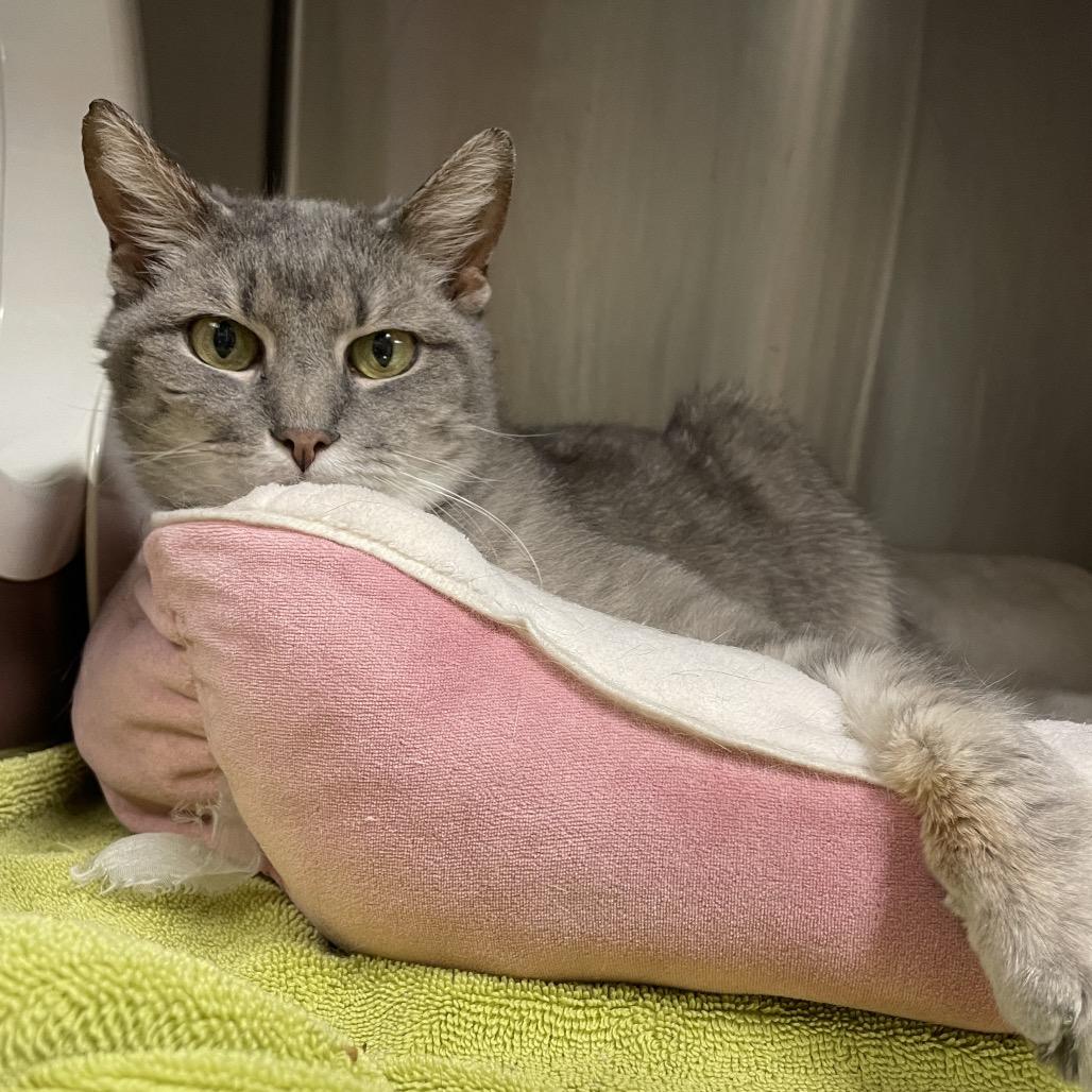 Enlarge Spoon, a Adoptable Domestic Short Hair in York, PA image 6/6