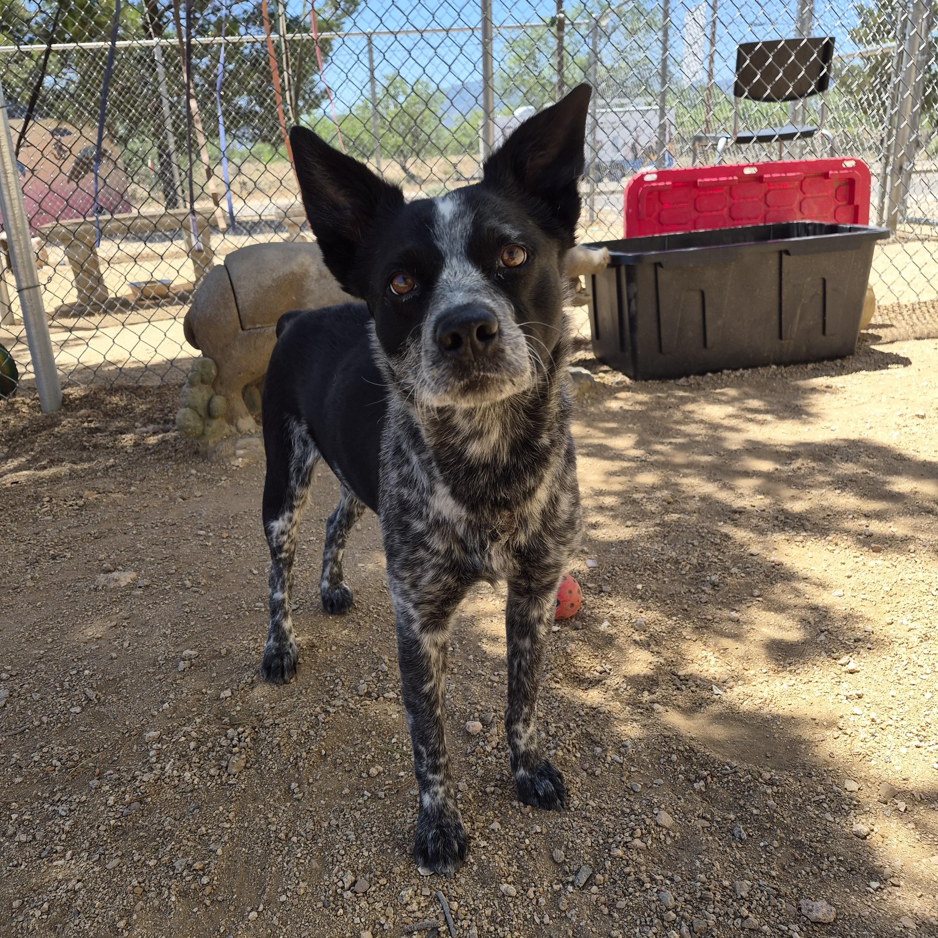 Silo, an adopted Australian Cattle Dog / Blue Heeler in Sierra Vista, AZ image 2/3
