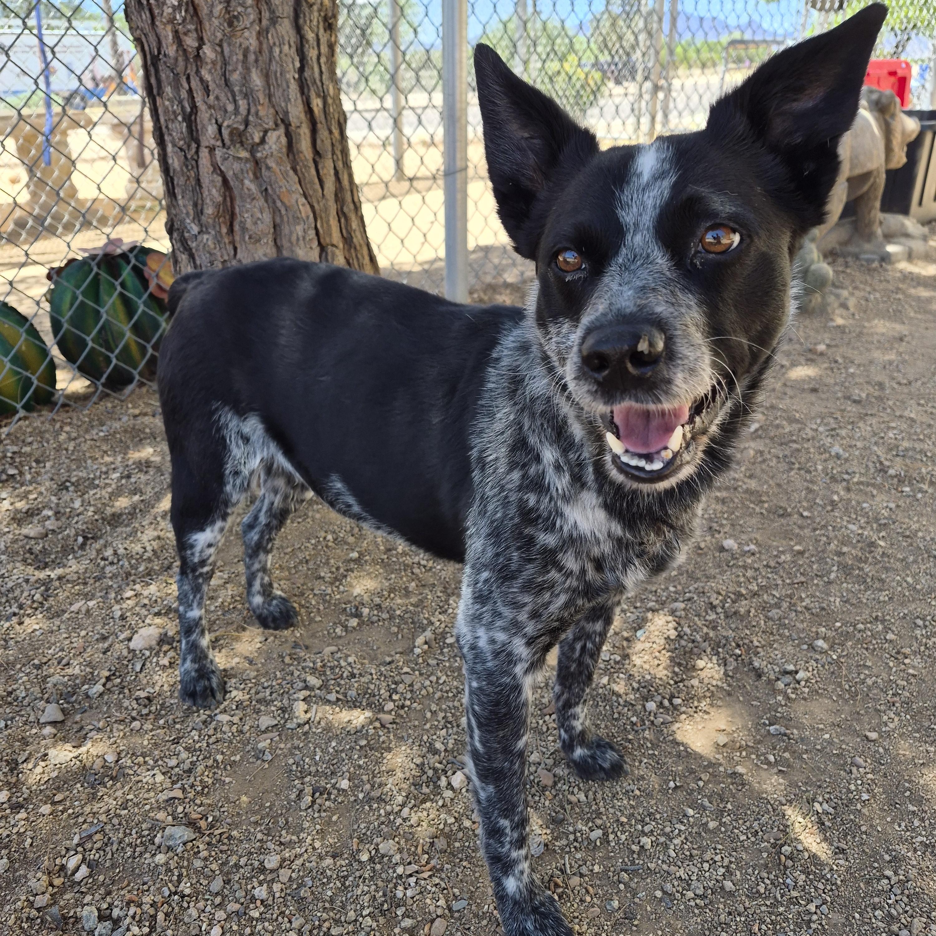 Silo, an adopted Australian Cattle Dog / Blue Heeler in Sierra Vista, AZ image 3/3