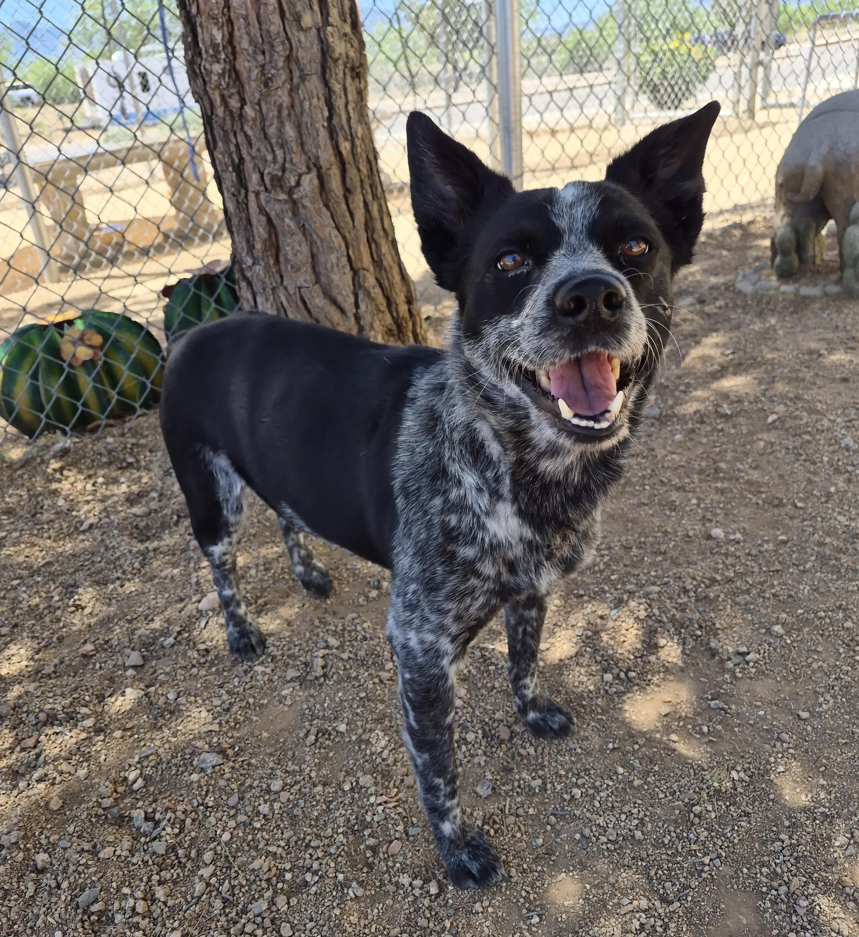 Silo, an adopted Australian Cattle Dog / Blue Heeler in Sierra Vista, AZ image 1/3