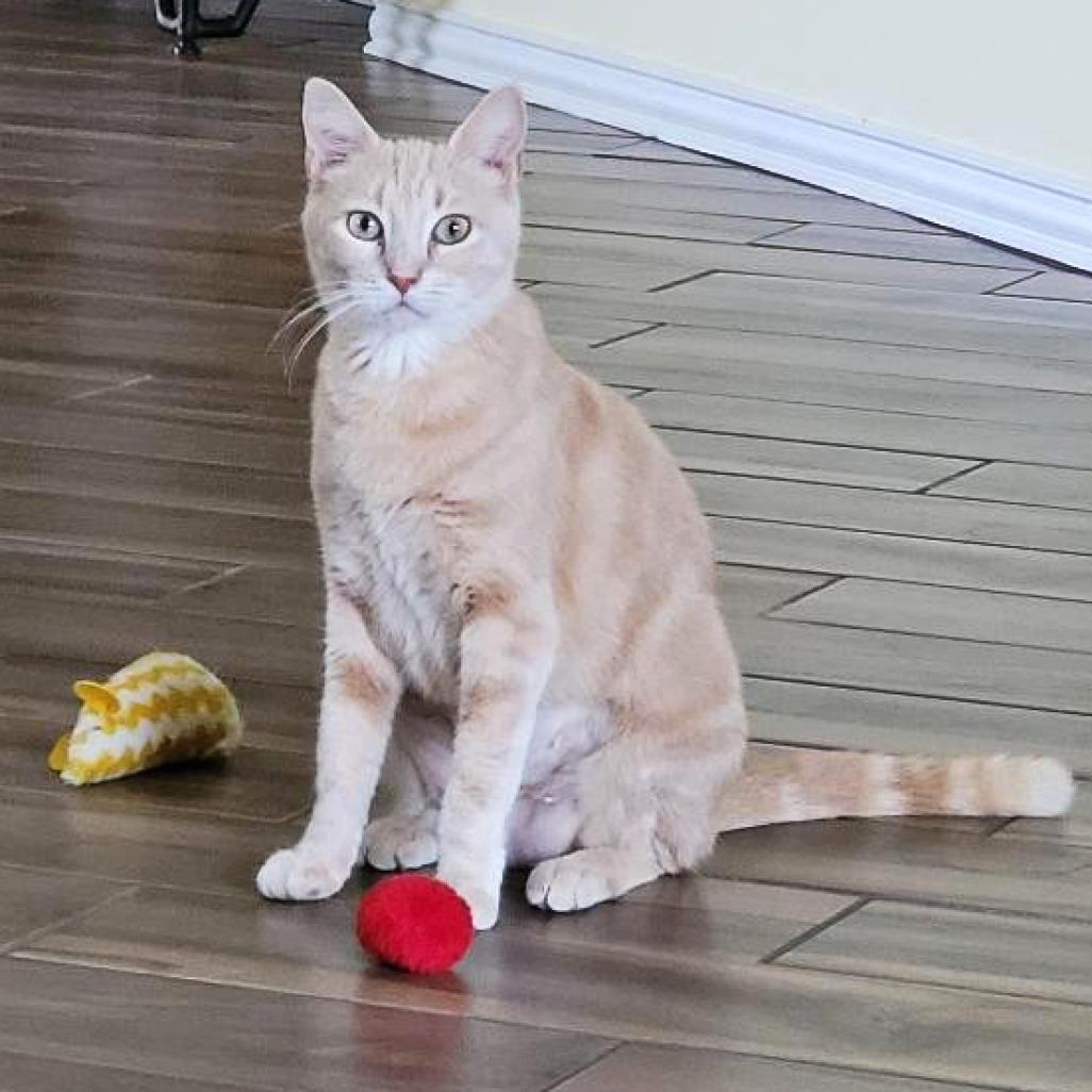 Sahara, Adoptable, Adult Female Domestic Short Hair.