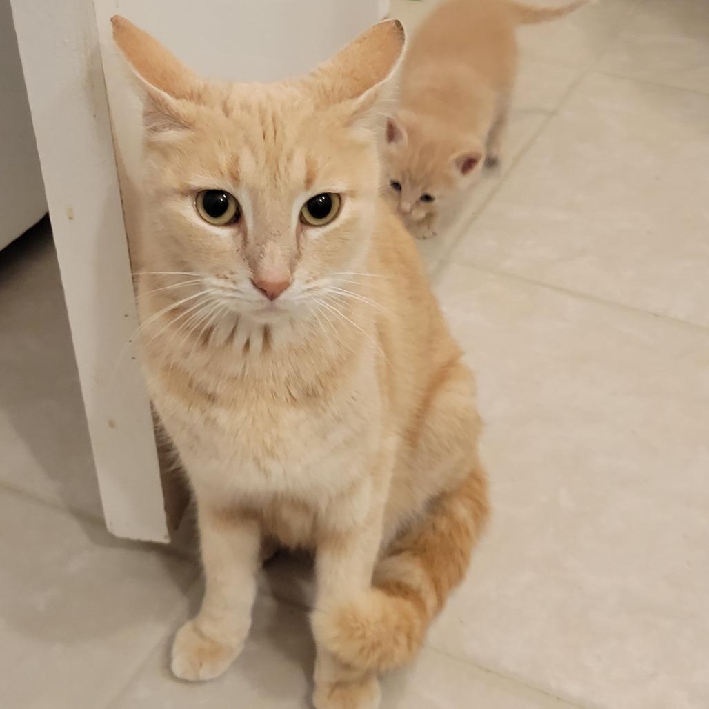 Sahara, a Adoptable Domestic Short Hair in Flower Mound, TX image 2/2