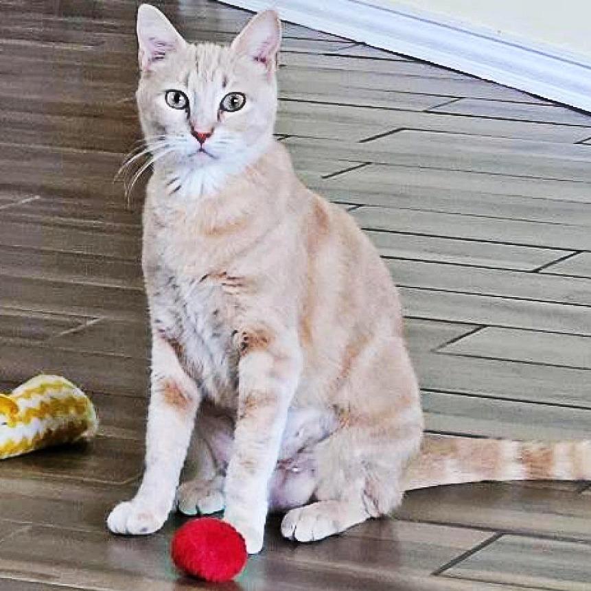 Enlarge Sahara, a Adoptable Domestic Short Hair in Flower Mound, TX image 3/3