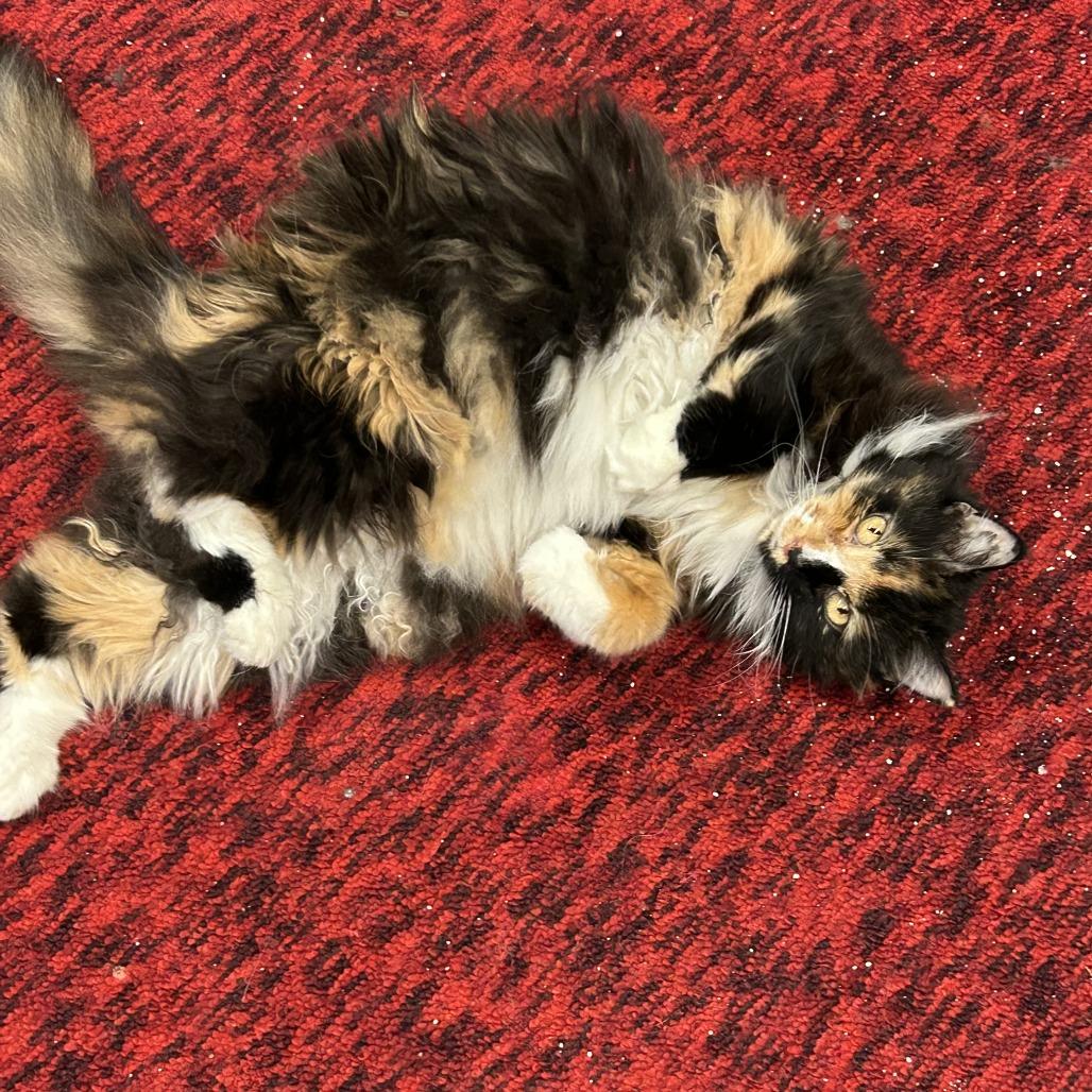 Annie, Adoptable, Senior Female Domestic Long Hair.