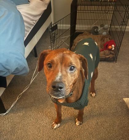 Enlarge Dexter, a Adoptable mixed breed in Knoxville, TN image 1/3