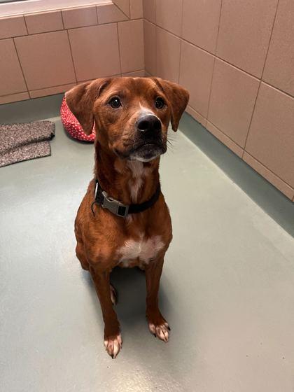 Enlarge Dexter, a Adoptable mixed breed in Knoxville, TN image 2/3