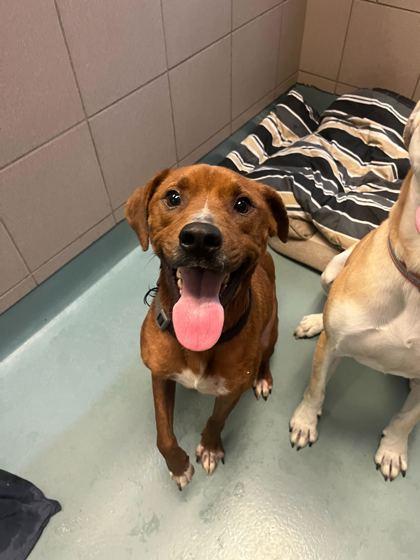 Enlarge Dexter, a Adoptable mixed breed in Knoxville, TN image 3/3