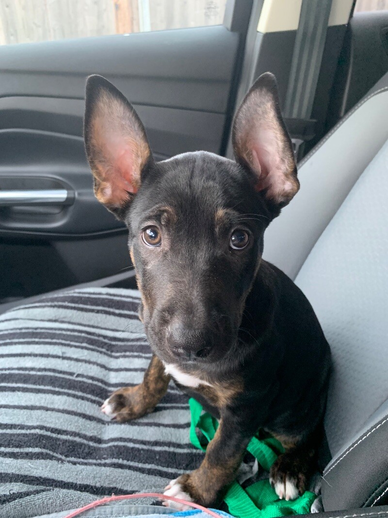 Dog for adoption Greta Chai, a German Shepherd Dog Mix in Delta, BC