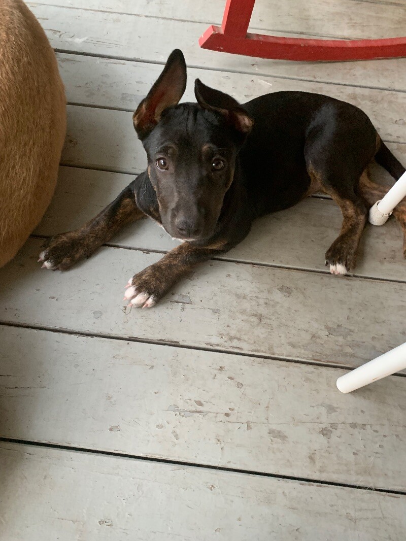 Dog for adoption Greta Chai, a German Shepherd Dog Mix in Delta, BC