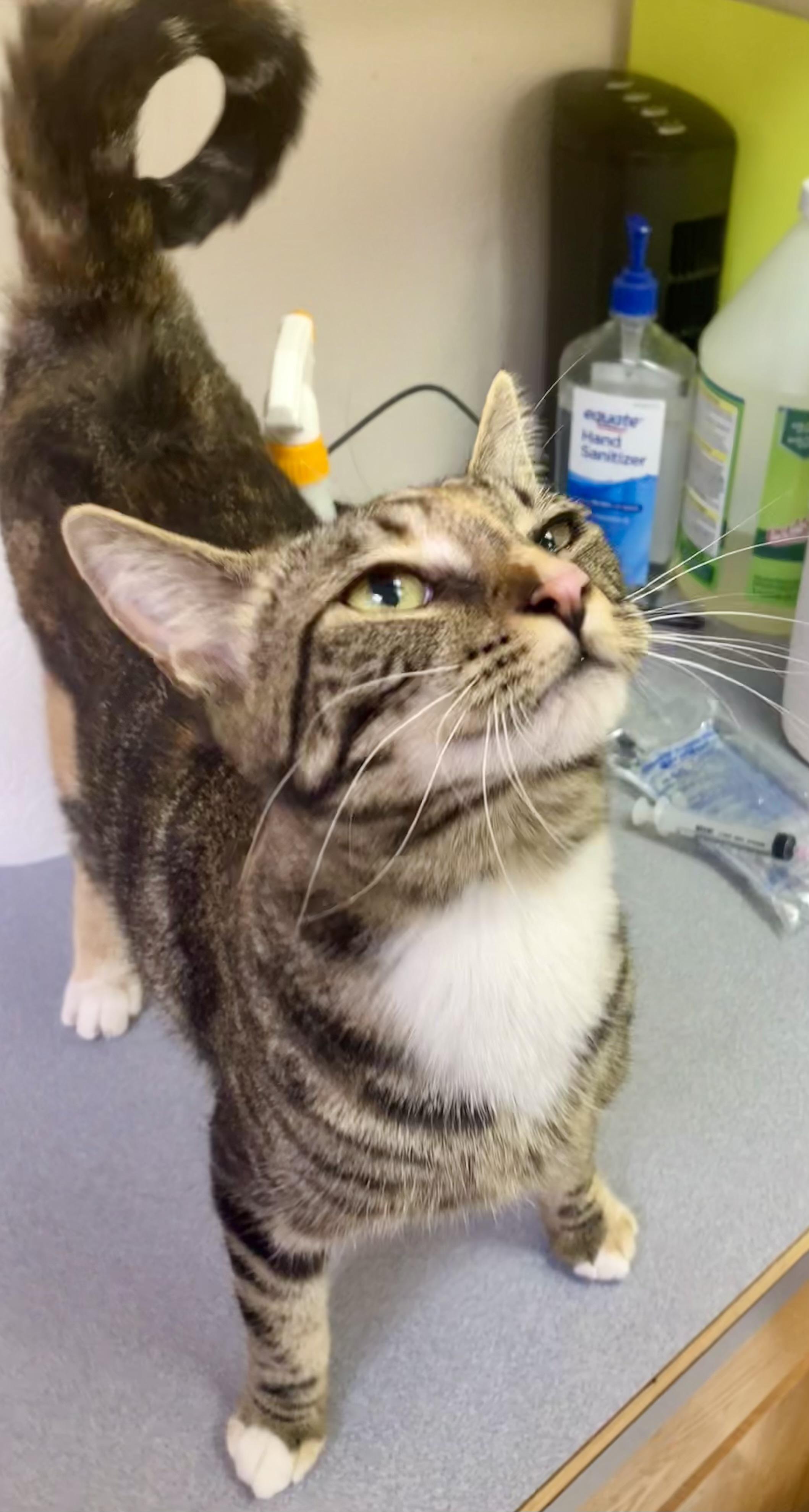Luci, a Adoptable mixed breed in Pocatello, ID image 6/6