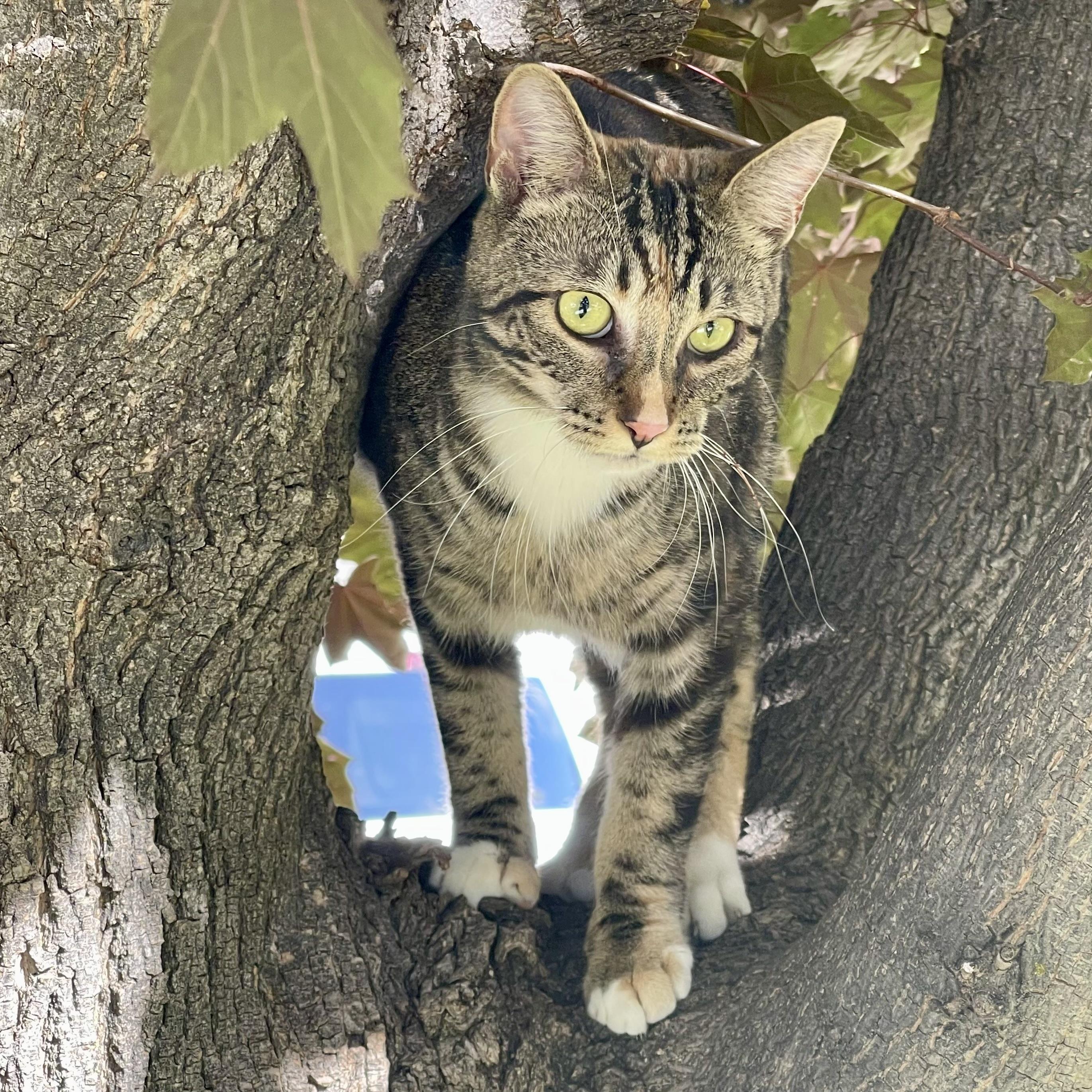 Luci, Adoptable, Young Female Domestic Short Hair.