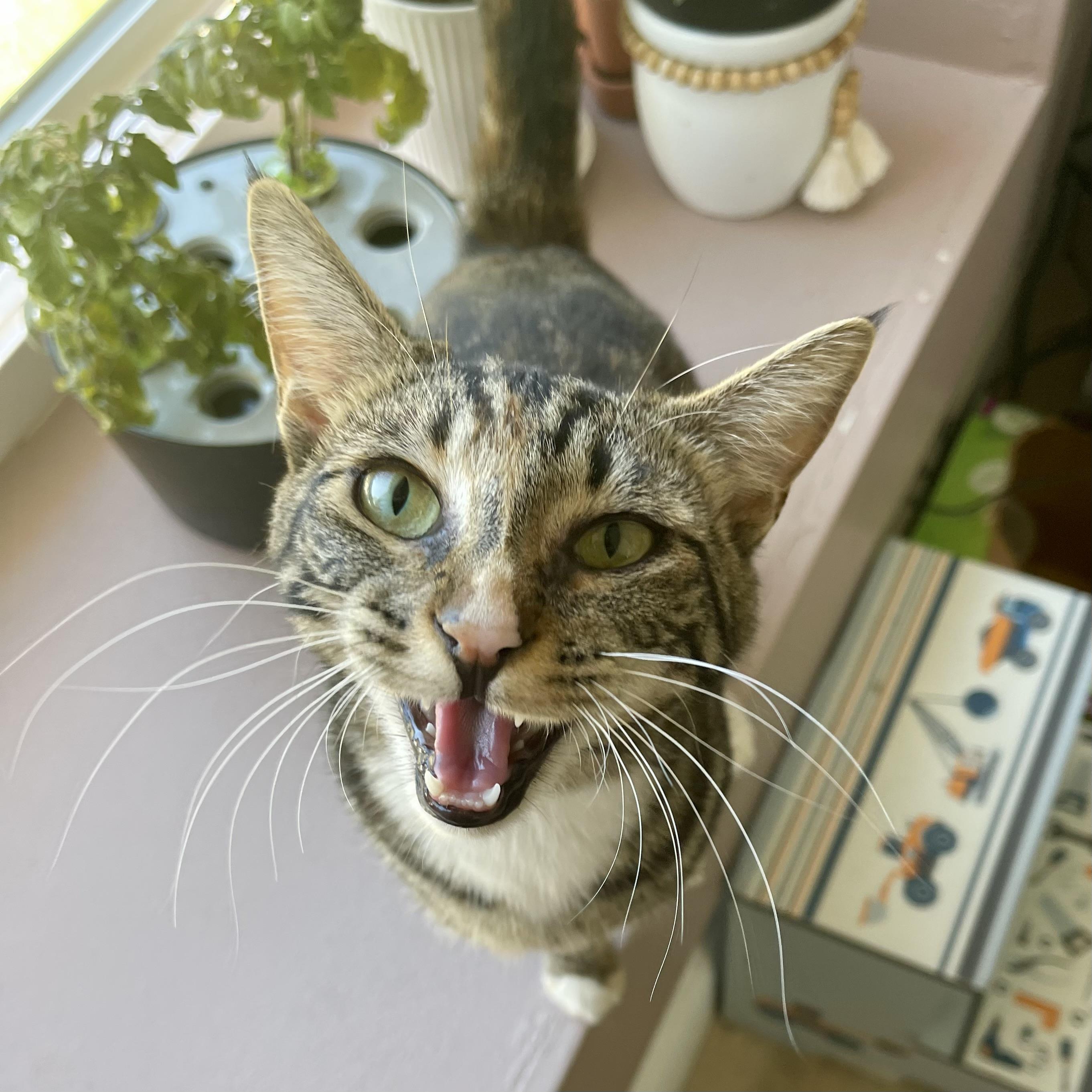 Luci, a Adoptable mixed breed in Pocatello, ID image 2/6