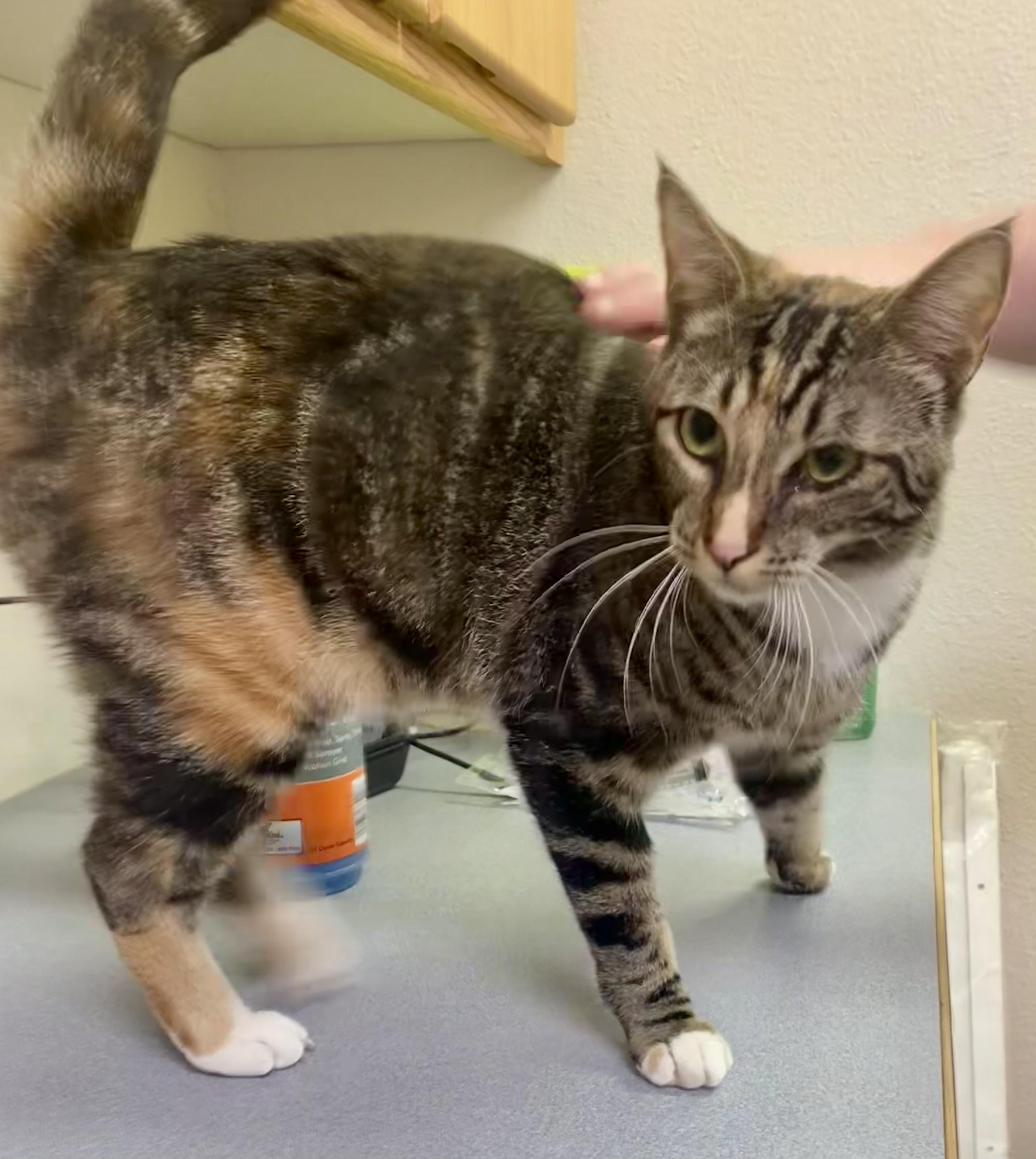 Luci, Adoptable, Young Female Domestic Short Hair.
