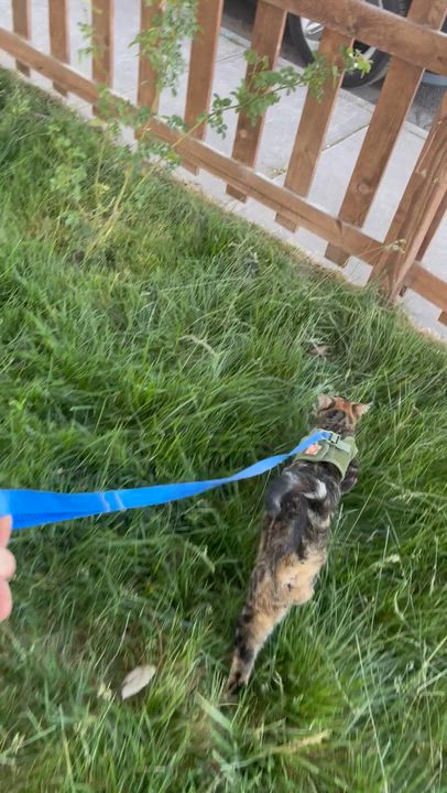 Enlarge Luci, a Adoptable mixed breed in Pocatello, ID video 3/6