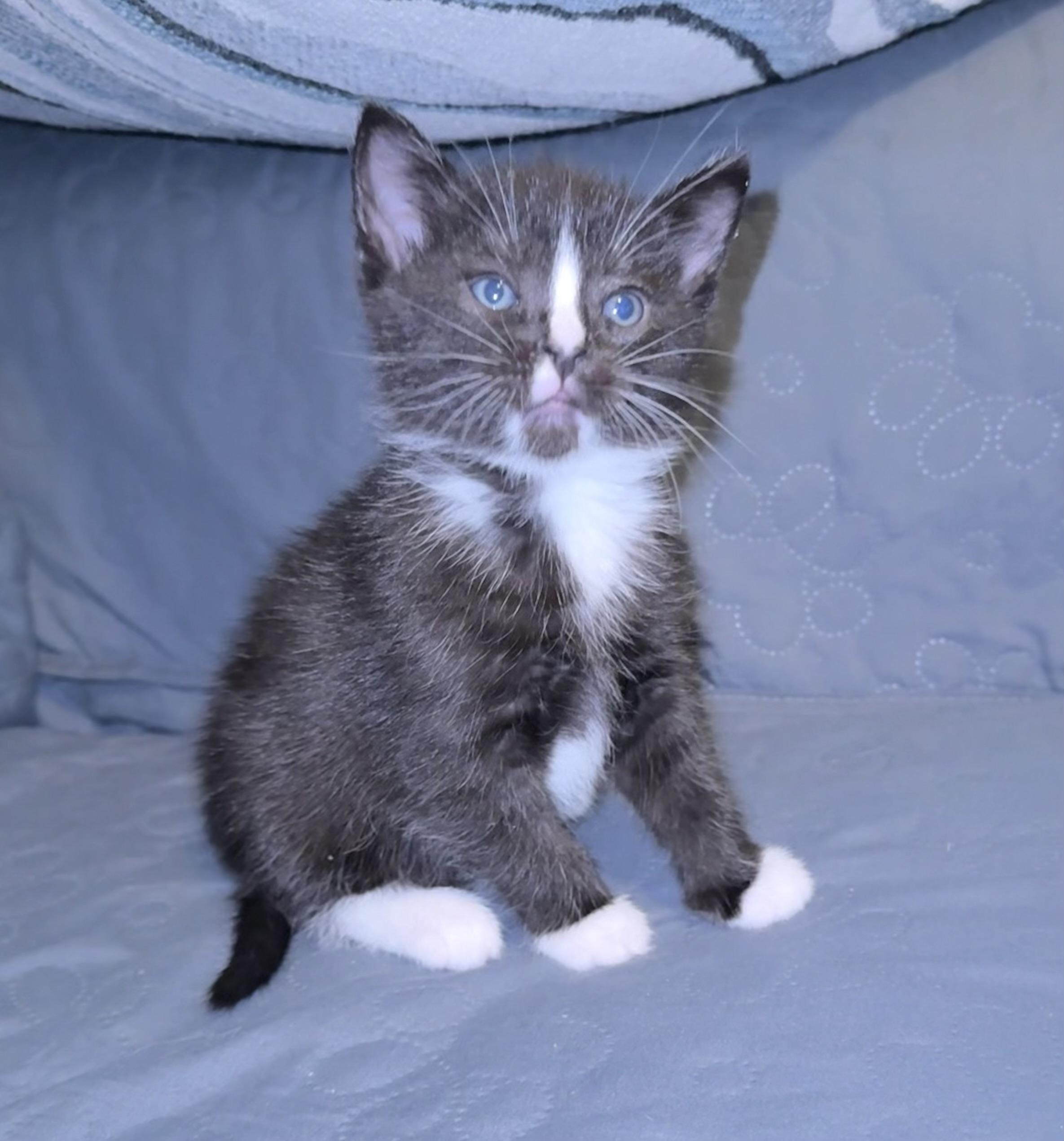 Zorro, Adoptable, Kitten Male Domestic Short Hair.