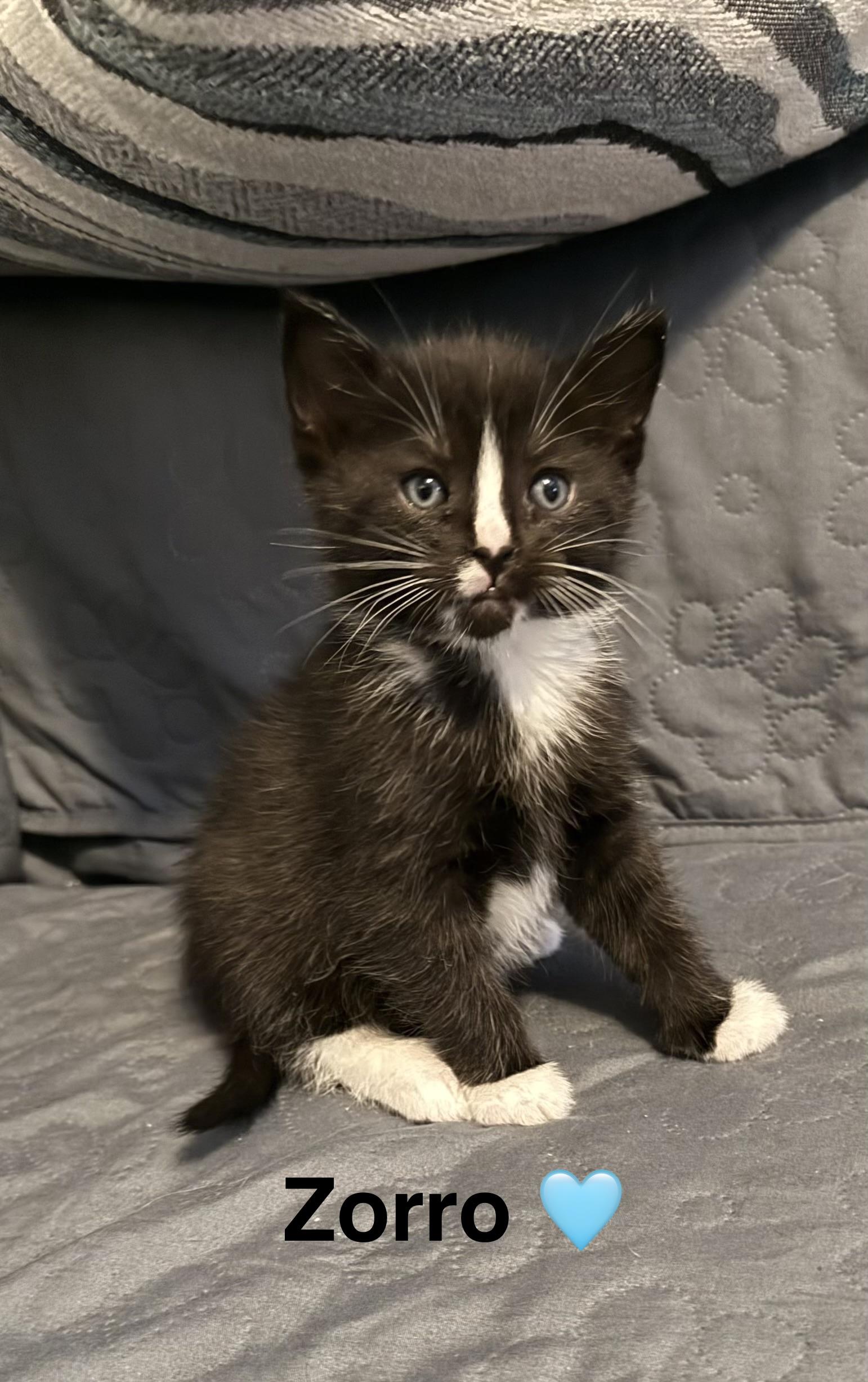 Enlarge Zorro, a Adoptable Domestic Short Hair in Bethel Park, PA image 2/3