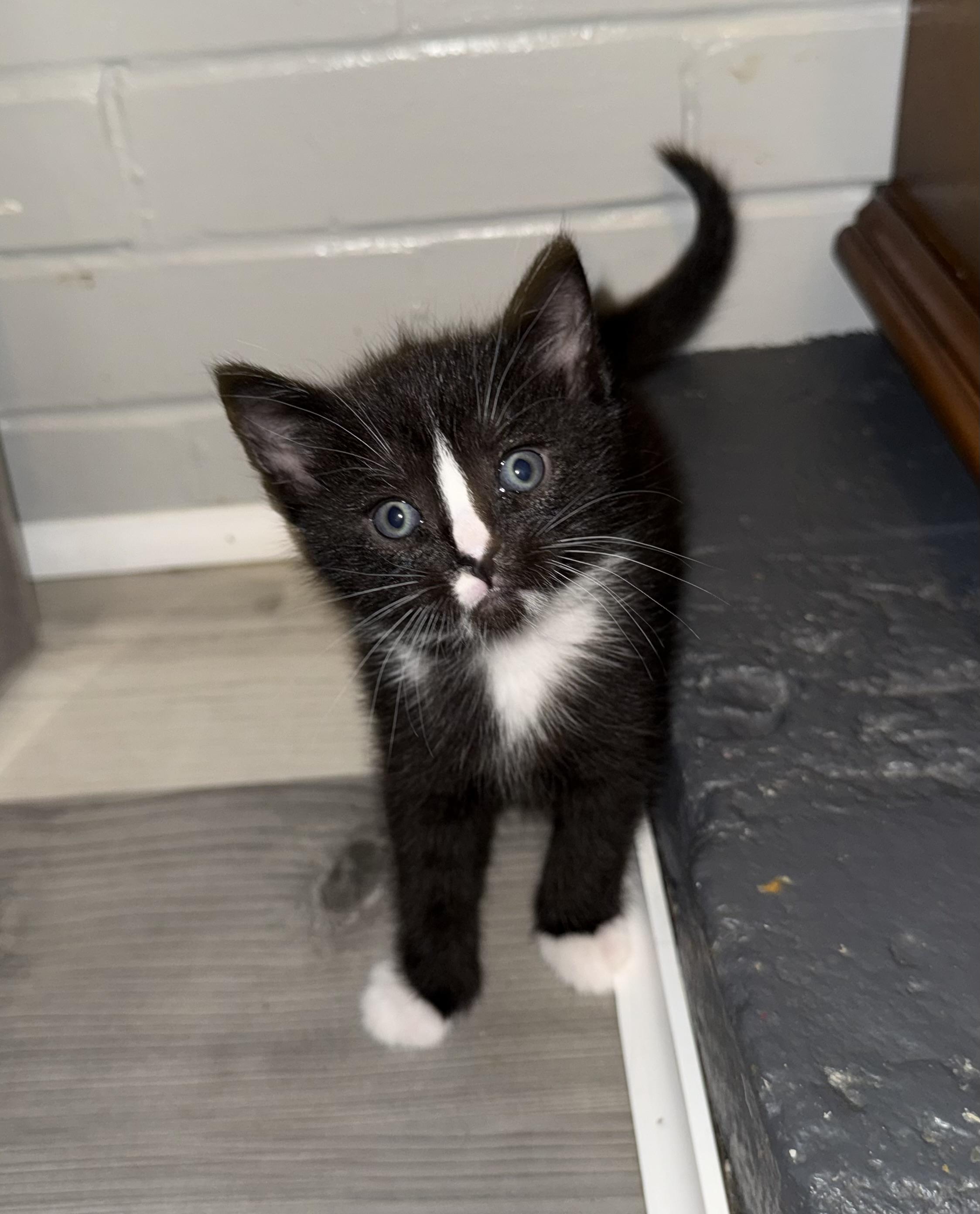 Enlarge Zorro, a Adoptable Domestic Short Hair in Bethel Park, PA image 3/3