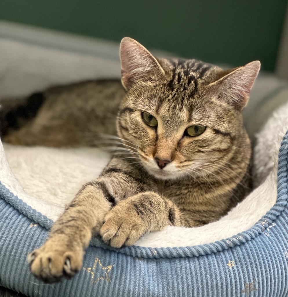 Carlie, Adoptable, Young Female Domestic Short Hair.