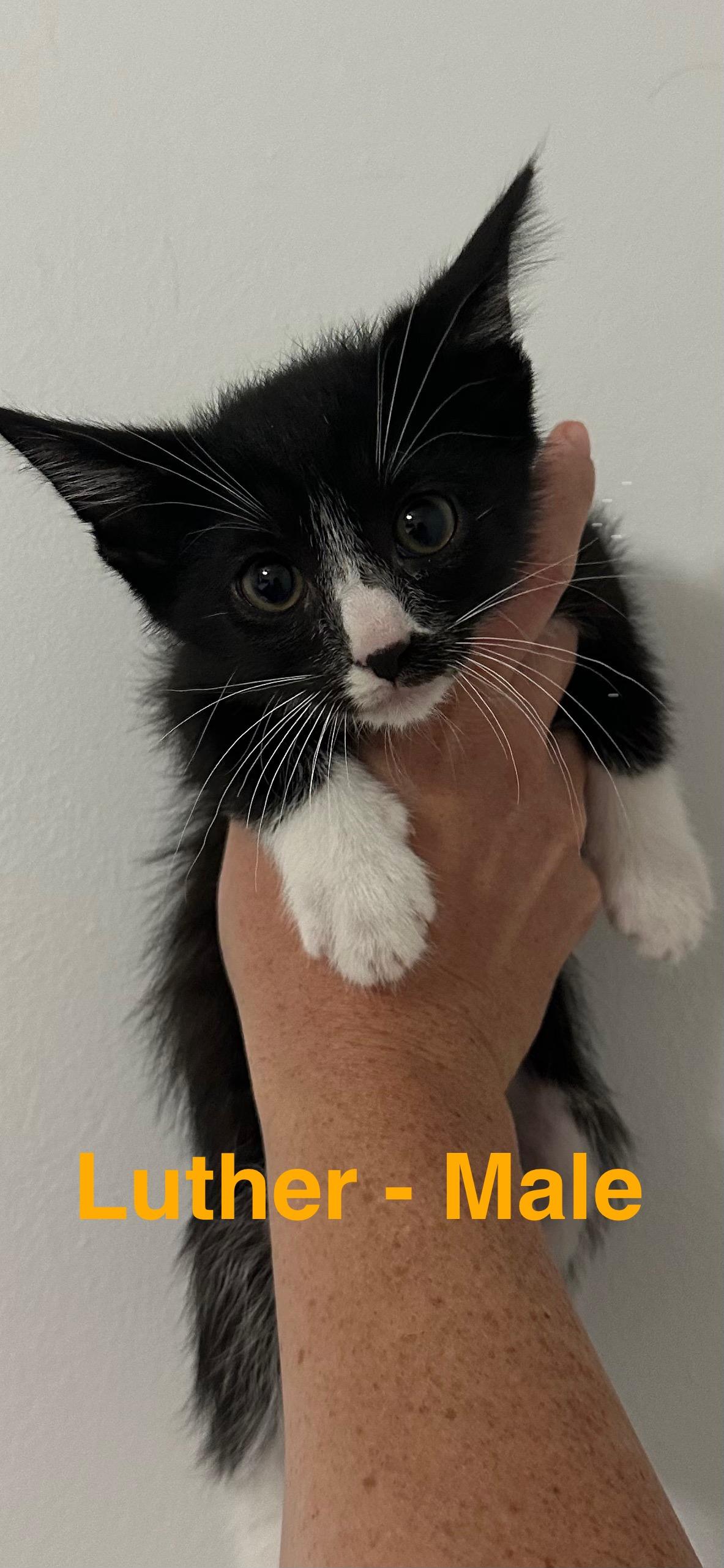 Luther, Baby Male Domestic Long Hair