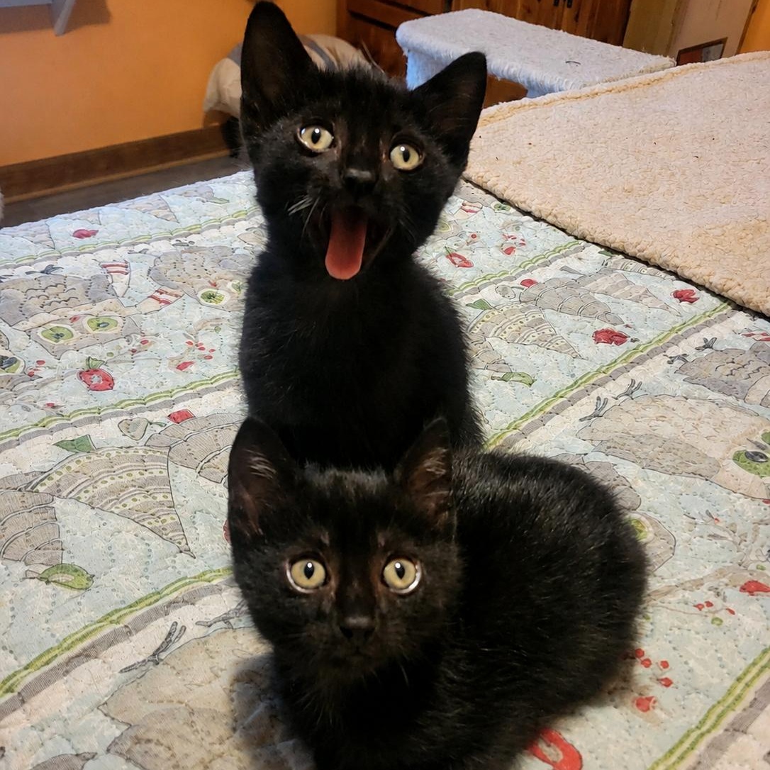 Mabel & Licorice (not bonded), a Adoptable Domestic Short Hair in East Amherst, NY image 2/6