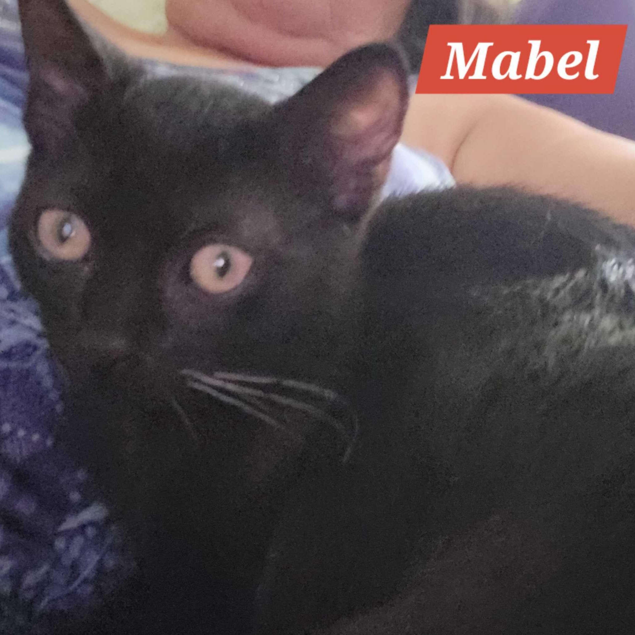 Mabel, a Adoptable Domestic Short Hair in East Amherst, NY image 6/6