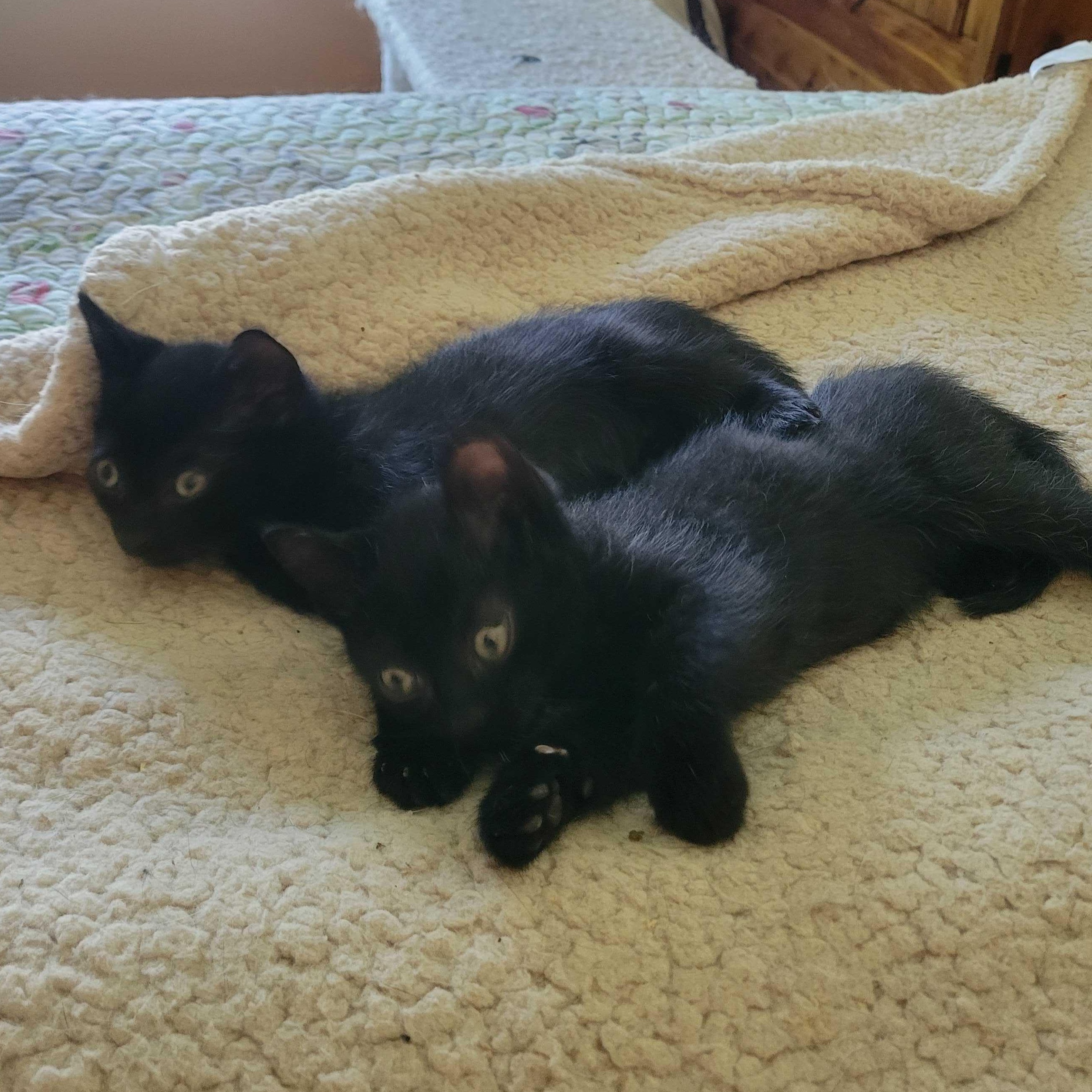 Mabel & Licorice (not bonded), a Adoptable Domestic Short Hair in East Amherst, NY image 3/6